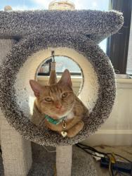 Lost Female Cat last seen Fort bragg, Fort Liberty, NC 28307