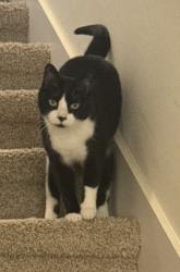 Reunited Male Cat last seen Raccoon Vallley Road, Heiskell, TN 37754