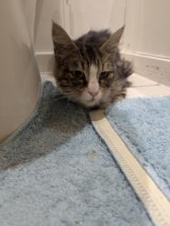 Found/Stray Female Cat last seen On the canal bank, Greater London, England E14