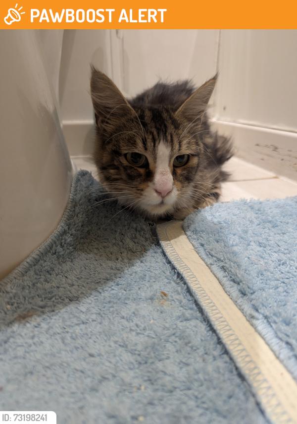 Found/Stray Female Cat last seen On the canal bank, Greater London, England E14