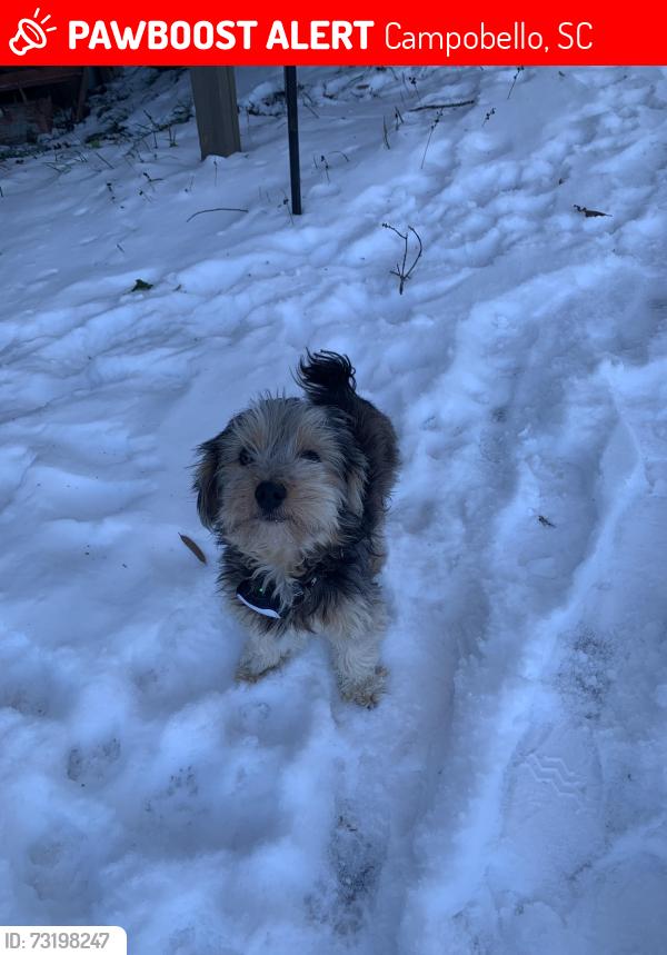 Lost Male Dog last seen Skinner Rd, Campobello, SC 29322