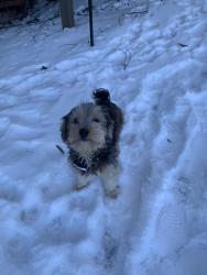 Lost Male Dog last seen Skinner Rd, Campobello, SC 29322