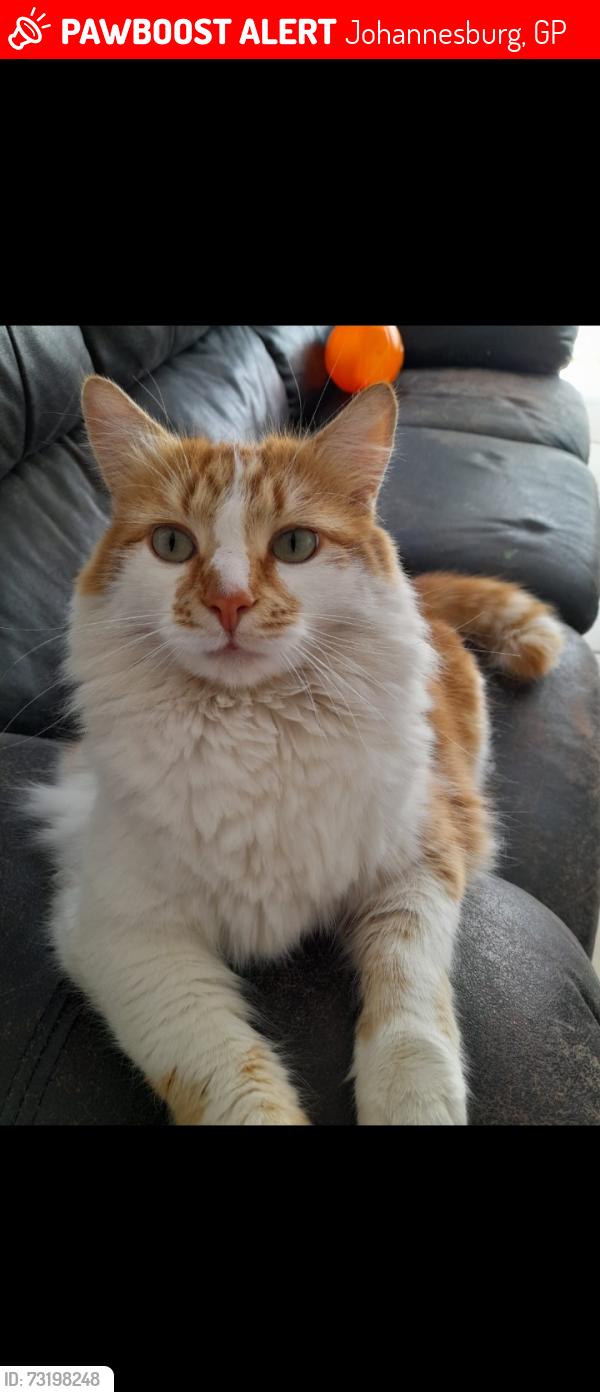 Lost Male Cat last seen Johannesburg N3, Johannesburg, GP 