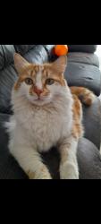 Lost Male Cat last seen Johannesburg N3, Johannesburg, GP 