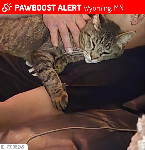 Lost Male Cat last seen Wyoming oakwood s Wyoming mn 55092, Wyoming, MN 55092