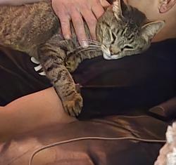 Lost Male Cat last seen Wyoming oakwood s Wyoming mn 55092, Wyoming, MN 55092