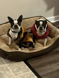 Reunited Female Dog last seen Fawnbrook Dr, Greer, SC 29650, USA, Greer, SC 29650