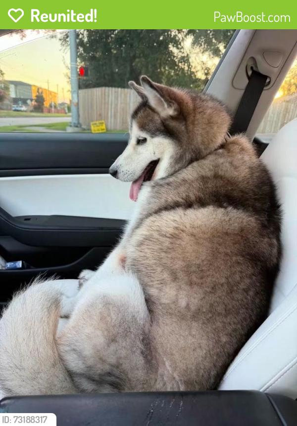 Reunited Male Dog last seen FRIENDSWOOD Link Rd, Friendswood, TX 77546