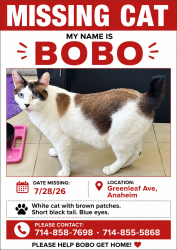 Reunited Male Cat last seen W Greenleaf Ave, Anaheim, Anaheim, CA 92801