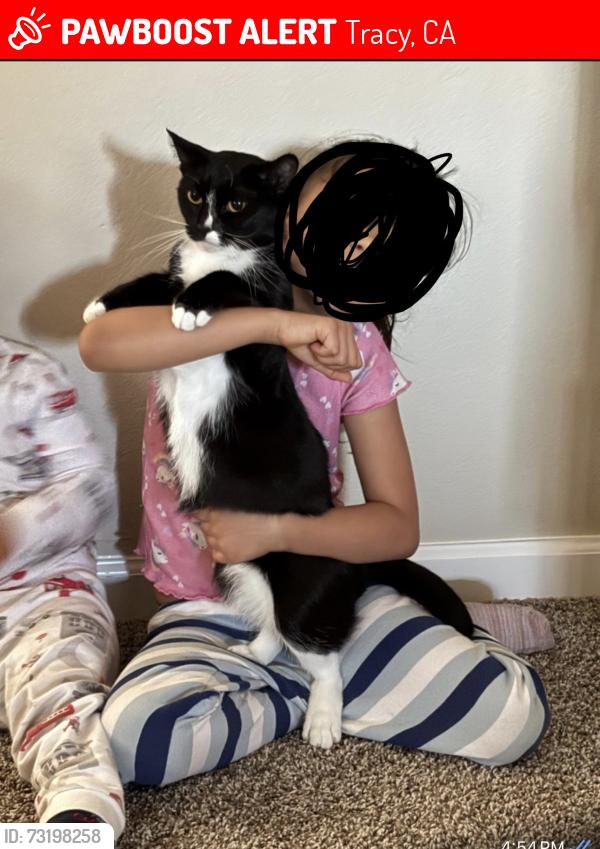 Lost Female Cat last seen King loop, Tracy, CA 95377