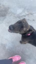 Reunited Female Dog last seen Dudley shoals, Caldwell County, NC 28630