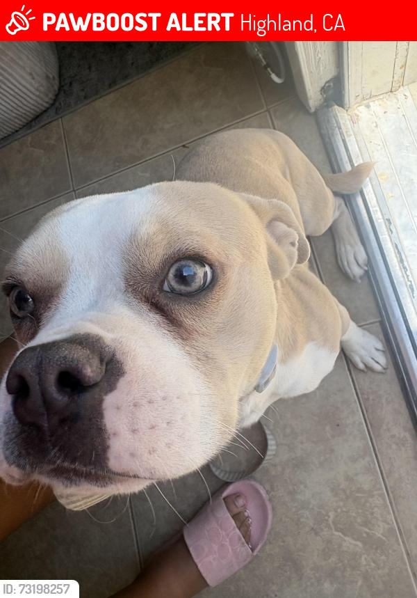 Lost Male Dog last seen pasfic st, Highland, CA 92346