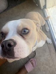 Lost Male Dog last seen pasfic st, Highland, CA 92346