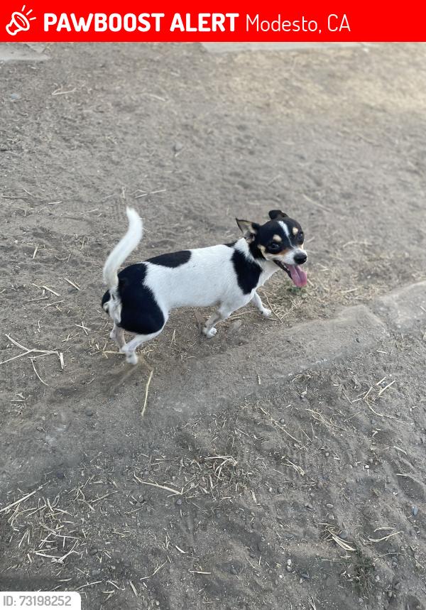 Lost Male Dog last seen vernon ave, Modesto, CA 95354