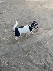 Lost Male Dog last seen vernon ave, Modesto, CA 95354