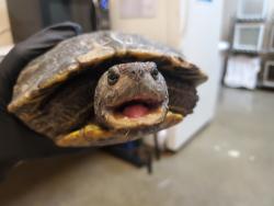 Shelter Stray Female Reptile last seen Woodmoss Court, Encinitas, CA, 92024, Oceanside, CA 92058, USA