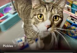 Lost Male Cat last seen 68th or 69th, Minneapolis, MN 55423