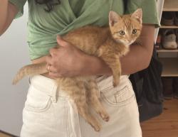 Reunited Female Cat last seen New cut rd with Motlow creek and maybe Sullen rd, Campobello, SC 29322