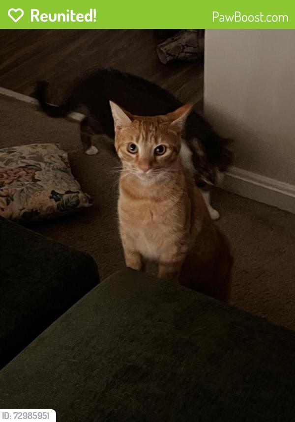Reunited Female Cat last seen Crainmont Dr, Glen Burnie, MD 21061