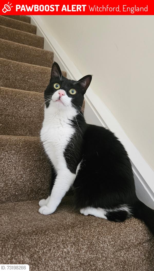 Lost Female Cat last seen The end of the road at Briars End, Witchford., Witchford, England 