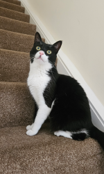 Lost Female Cat last seen The end of the road at Briars End, Witchford., Witchford, England 