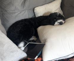 Lost Female Dog last seen Quarry Trails metro park near Trabeu road, Hilliard, OH 43204