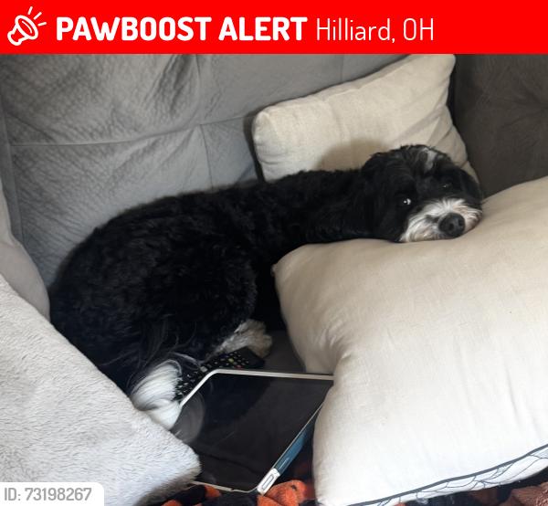 Lost Female Dog last seen Quarry Trails metro park near Trabeu road, Hilliard, OH 43204
