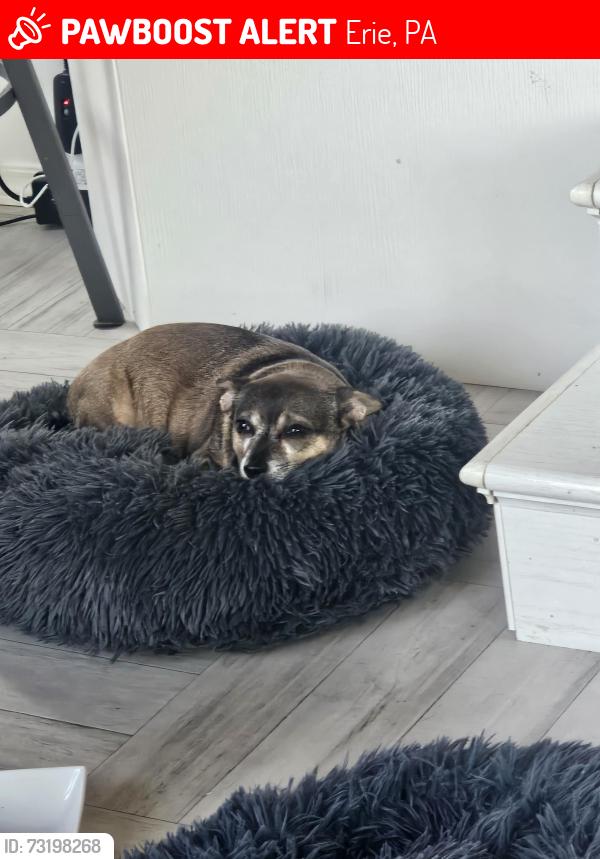 Lost Male Dog last seen Harvard street and Ellsworth Ave., Erie, PA 16508