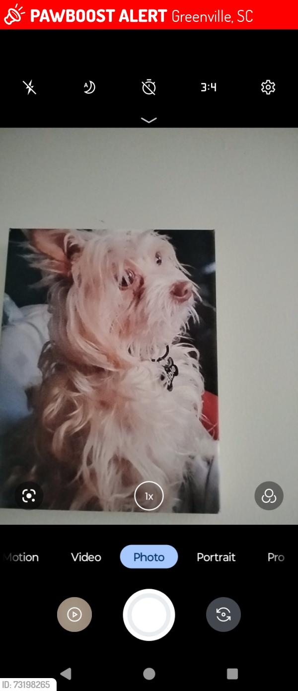 Lost Male Dog last seen Century Plaza, Greenville, SC 29607