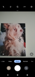 Lost Male Dog last seen Century Plaza, Greenville, SC 29607