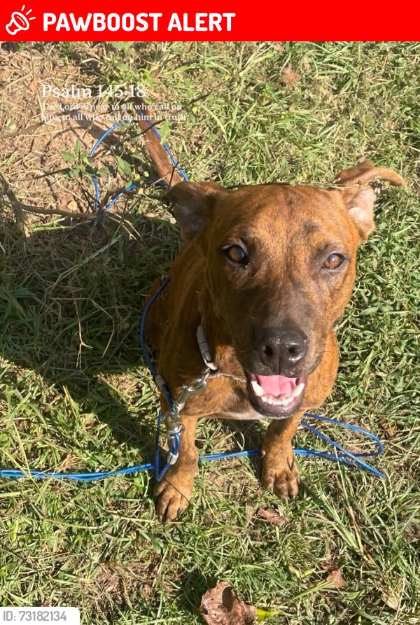 Lost Male Dog last seen Golden Pines Rd Prentiss, Ms, Jefferson Davis County, MS 39474