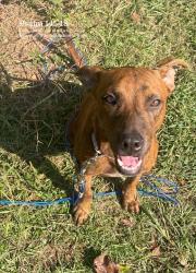 Lost Male Dog last seen Golden Pines Rd Prentiss, Ms, Jefferson Davis County, MS 39474