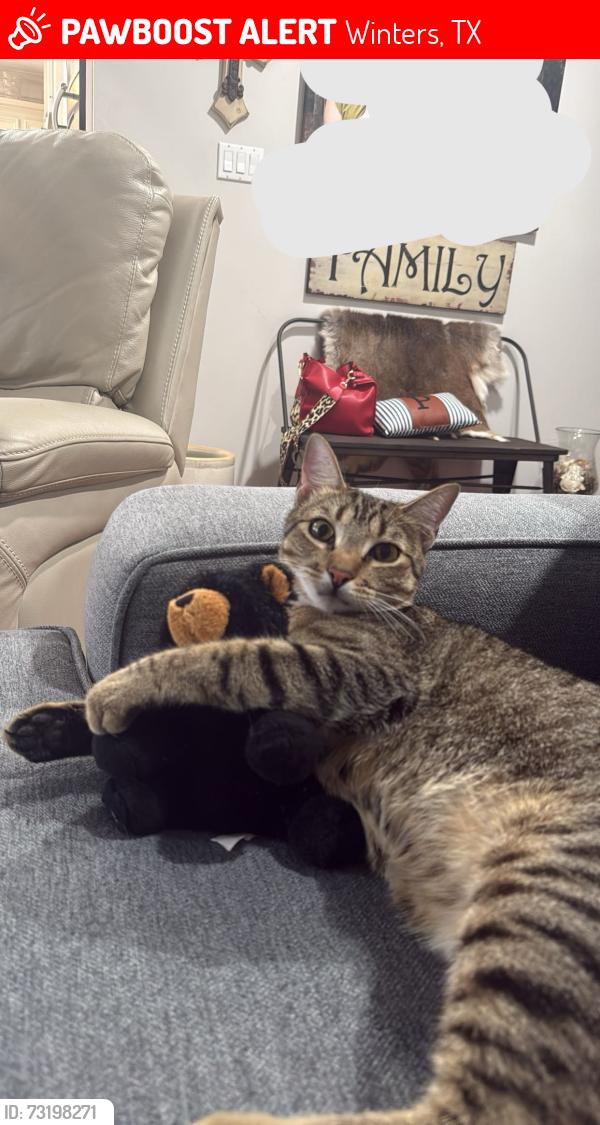 Lost Male Cat last seen Near TX-153, Winters, TX 79567, Winters, TX 79567