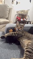 Lost Male Cat last seen Near TX-153, Winters, TX 79567, Winters, TX 79567