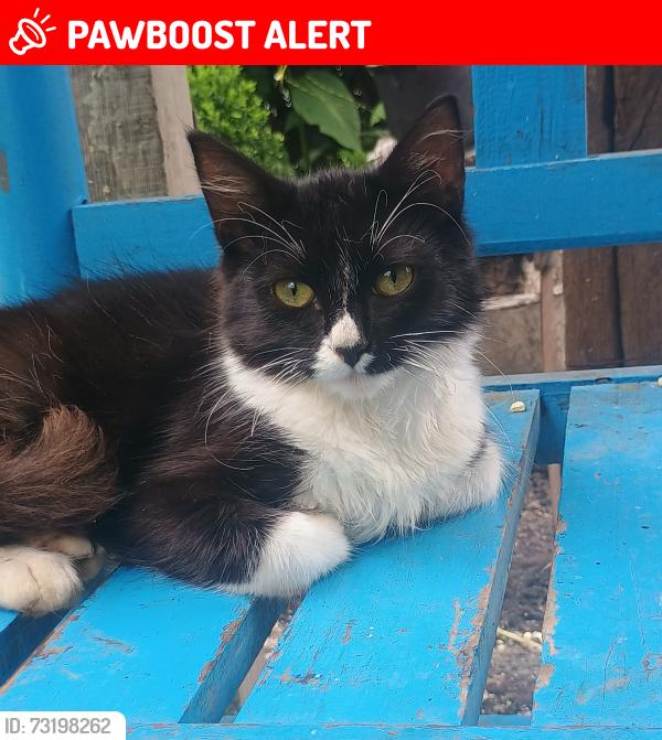 Lost Male Cat last seen Colonia Morelos entre calle Josefa Ortiz de Domínguez y Camino a San Antonio, Xicotepec de Juárez, Pue. 73080