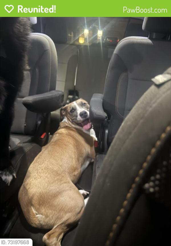 Reunited Female Dog last seen Crowley Walmart, 1187, Crowley, TX 76036