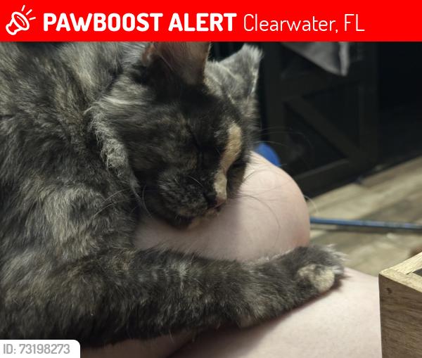 Lost Female Cat last seen Belcher and Gulf to Bay, Clearwater, FL 33764