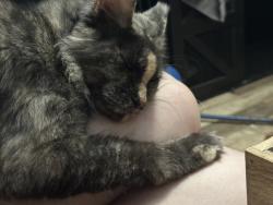 Lost Female Cat last seen Belcher and Gulf to Bay, Clearwater, FL 33764