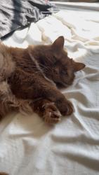 Reunited Male Cat last seen Wendell Avenue, Louisville, KY 40205