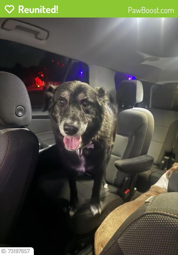 Reunited Male Dog last seen Walmart Crowley, Crowley, TX 76036
