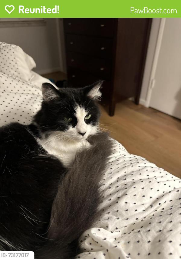 Reunited Female Cat last seen Hiddenbrook & Milikens Bend, Herndon, VA 20170