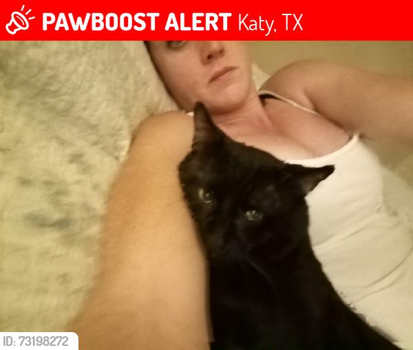 Lost Male Cat last seen Keith Harrow, Katy, TX 77449