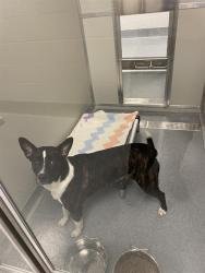 Shelter Stray Female Dog last seen Near, 2600 S Harding St, Indianapolis, IN 46221, USA