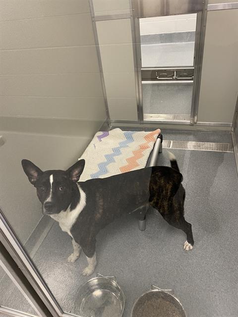 Shelter Stray Female Dog last seen Near, 2600 S Harding St, Indianapolis, IN 46221, USA