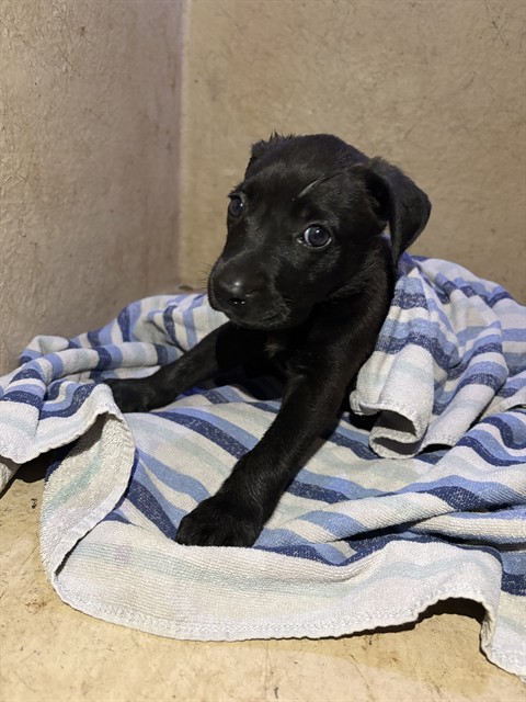 Shelter Stray Unknown Dog last seen 1550-1559 S WALKER AVE, 2811 SE 29th St, Oklahoma City, OK 73129, USA