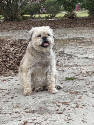 Reunited Male Dog last seen Whittaker and Kilbourne, Columbia, SC 29206