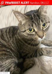 Reunited Female Cat last seen Near mcmaster area lost july 22 its been 24 hr since she went out, Hamilton, ON L8S 1Z6