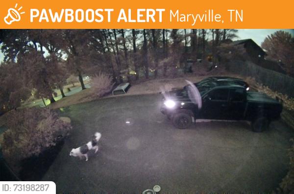 Found/Stray Unknown Dog last seen Oxford hills drive, Maryville, TN 37803
