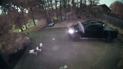 Found/Stray Unknown Dog last seen Oxford hills drive, Maryville, TN 37803