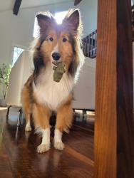 Reunited Female Dog last seen Old Field Rd, Bethlehem, NC 28681